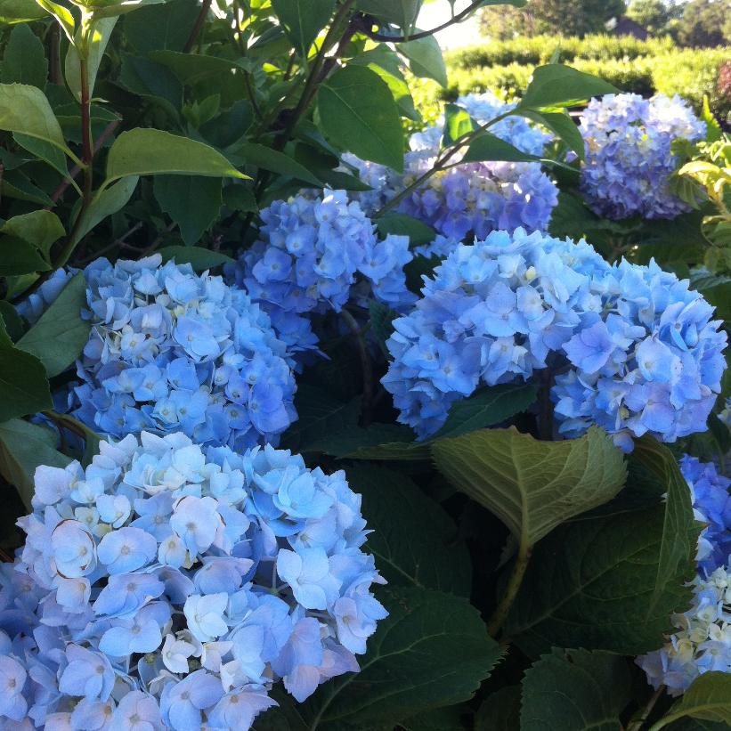 Bailmer Endless Summer® Hydrangea