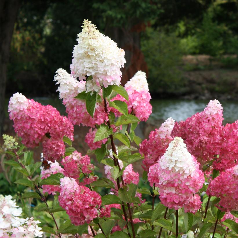 Vanilla Strawberry™ Hydrangea