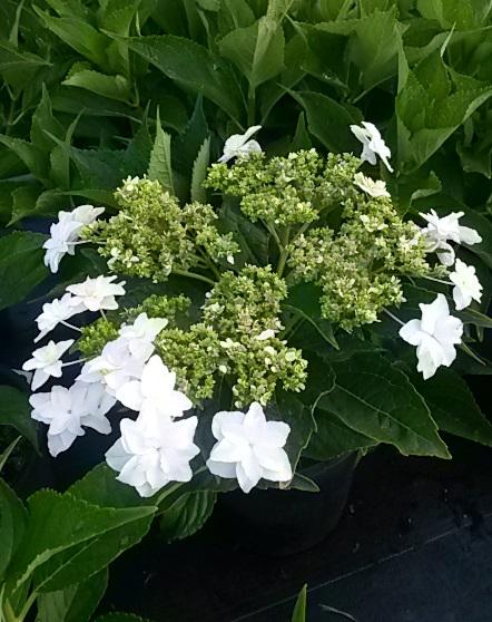 Hanabi Fireworks® Hydrangea