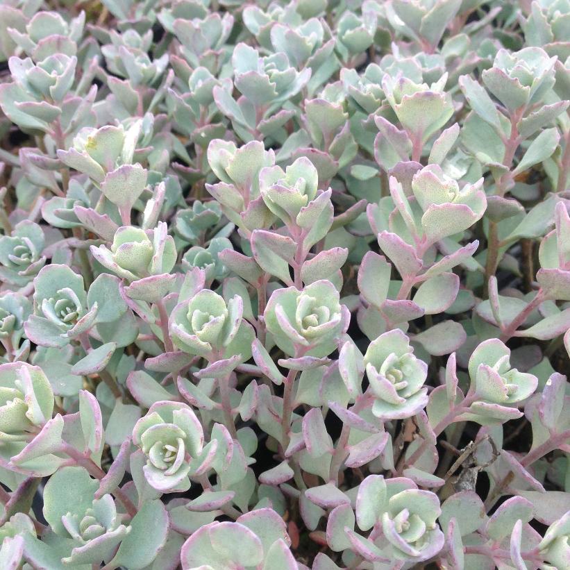 Lidakense Stonecrop