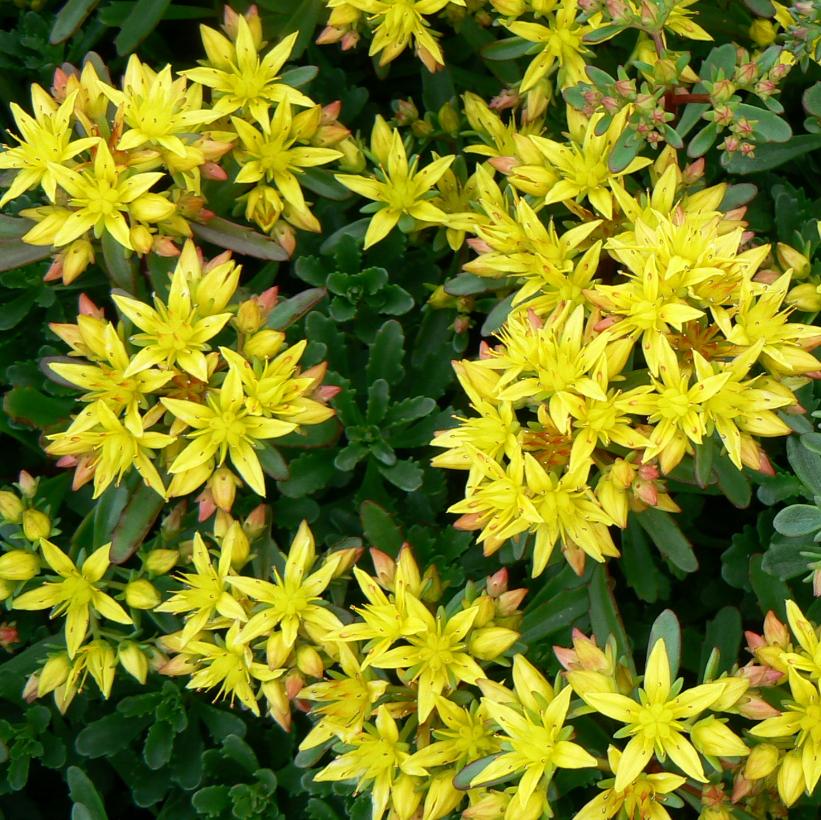 Stonecrop, Kamschatka Stonecrop