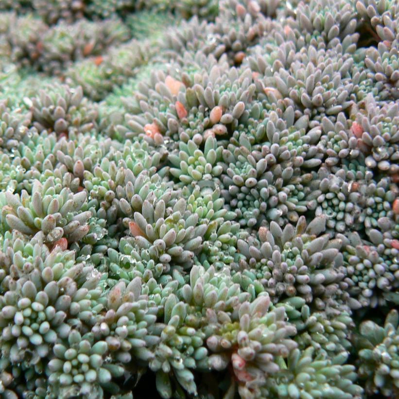 Spanish Stonecrop, Little Blue Spanish Stonecrop, Tiny Buttons Sedum