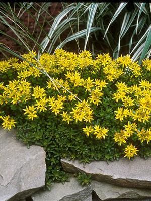 Russian Stonecrop