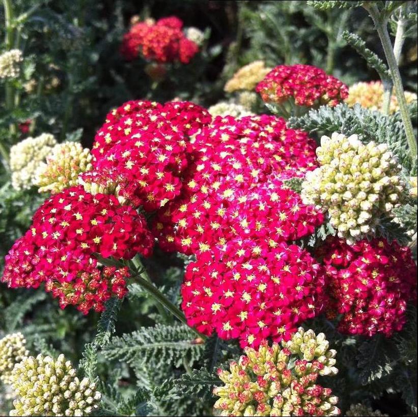 Strawberry Seduction Yarrow