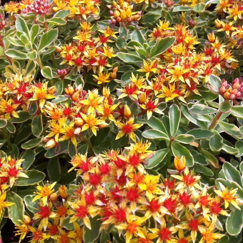 Variegated Russian Stonecrop