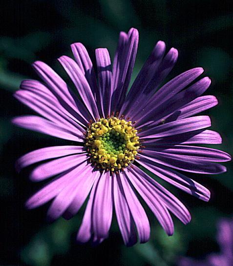 Aster