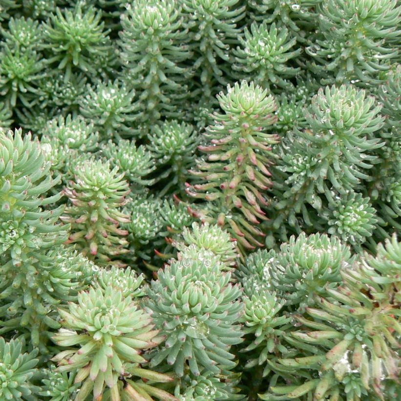 Blue Spruce Stonecrop