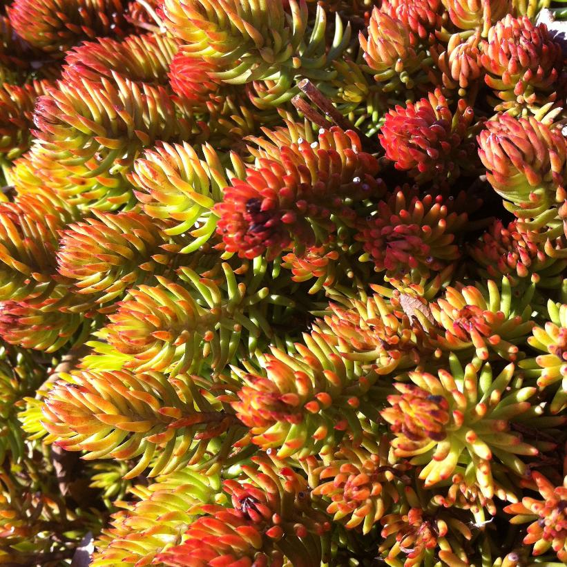 Golden Stonecrop