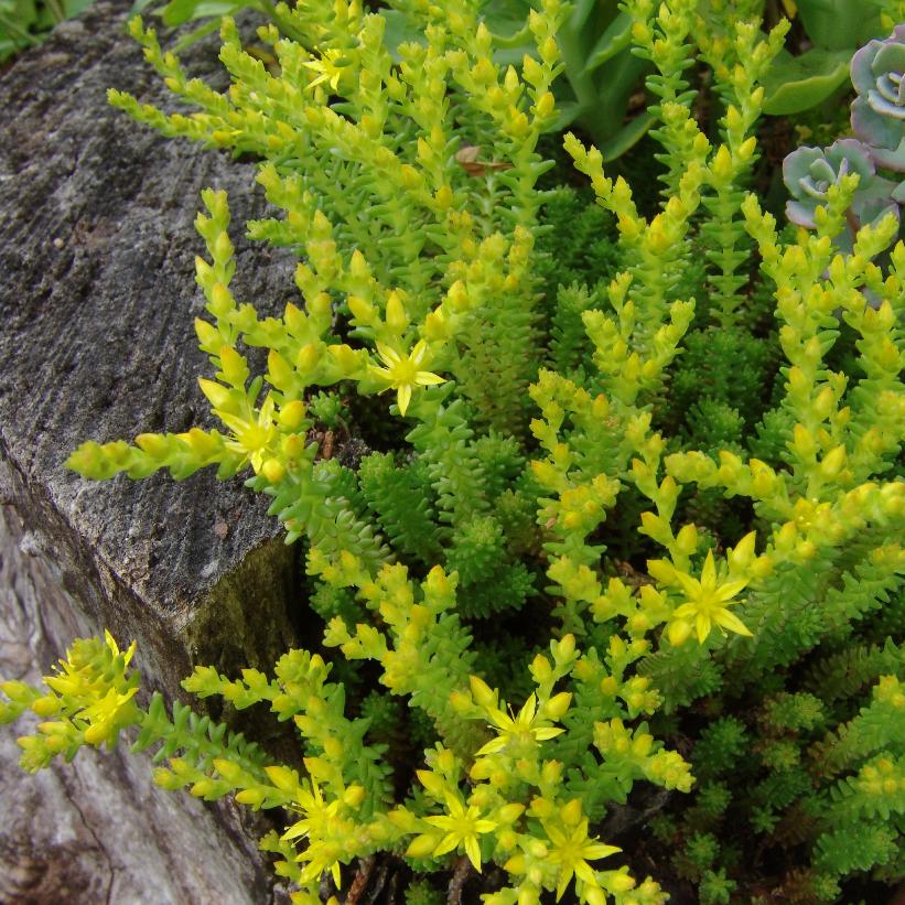 Six-sided Stonecrop, Watch chain Stonecrop, Tasteless Stonecrop
