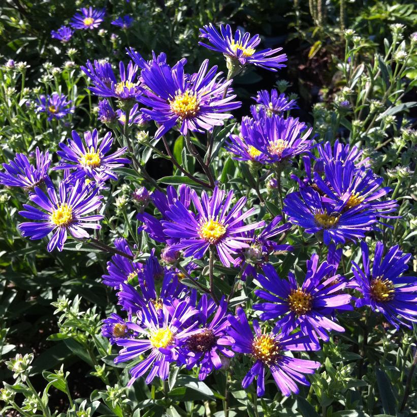 Blue Autumn Aster