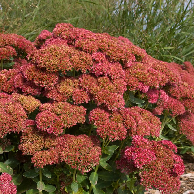 Autumn Fire Showy Stonecrop