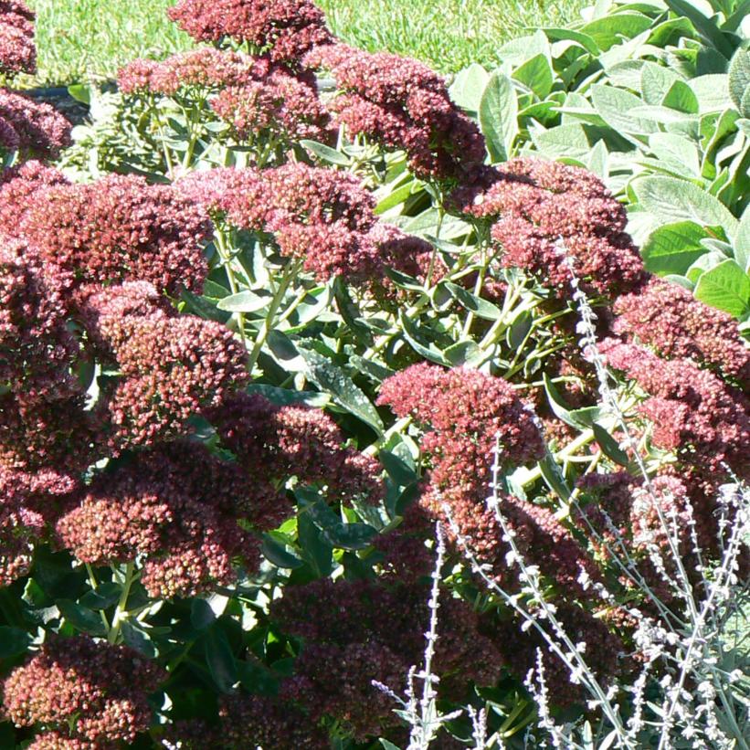 Autumn Joy Stonecrop
