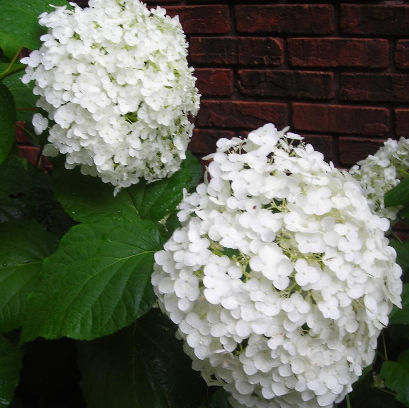 Abetwo Incrediball® Hydrangea