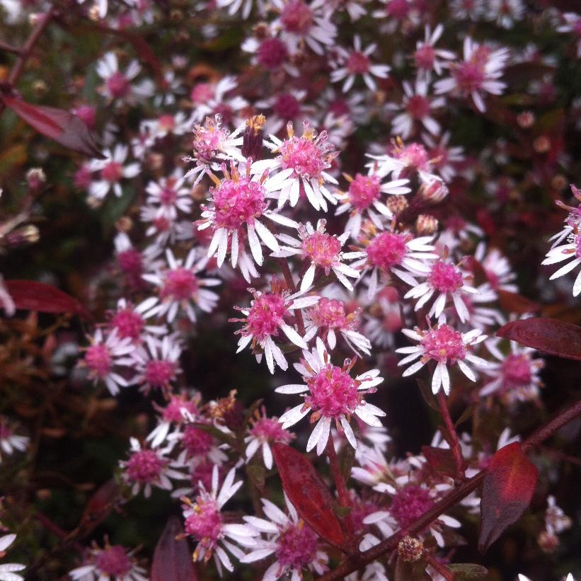 Calico Aster, Horizontal Aster