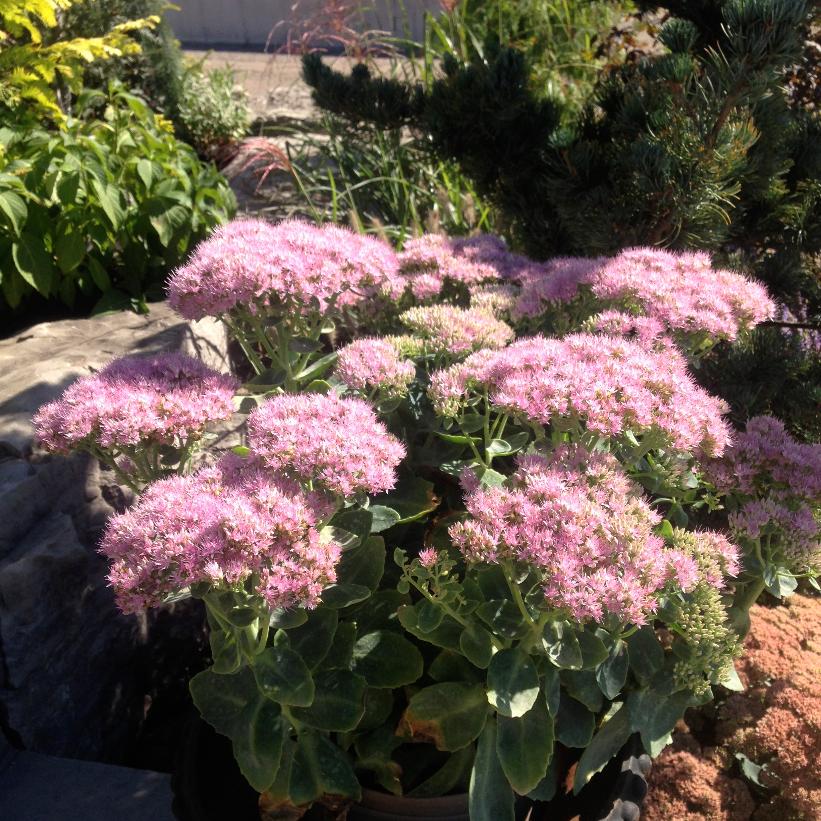 Brilliant Showy Stonecrop