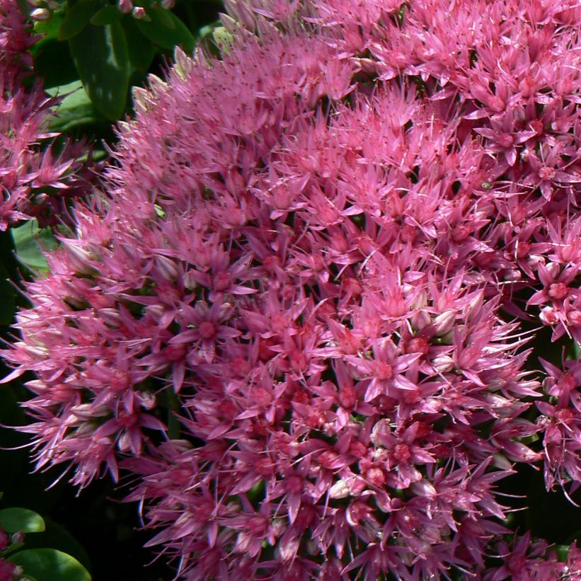 Neon Showy Stonecrop