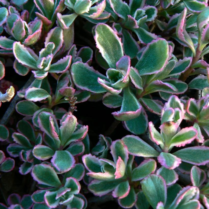 Two-row Stonecrop, Variegated Two-row Stonecrop, Caucasian Stonecrop