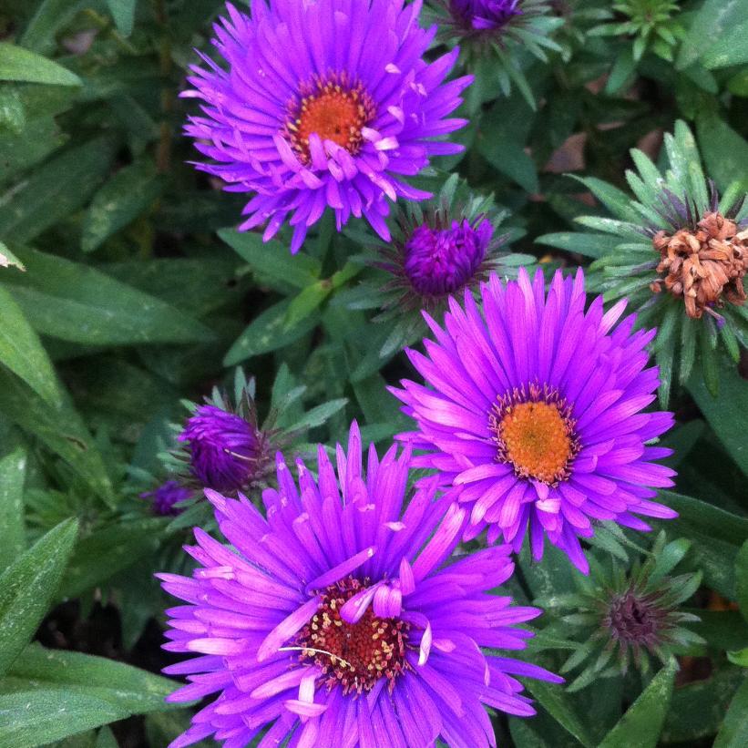 Purple Dome New England Aster, Fall Aster