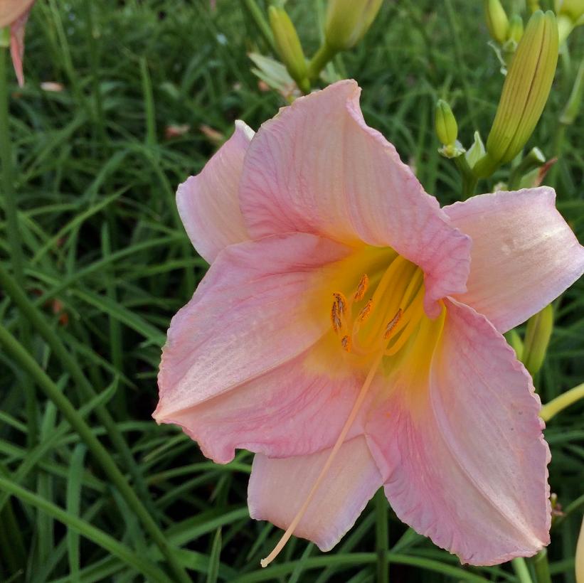 Catherine Woodbury Daylily
