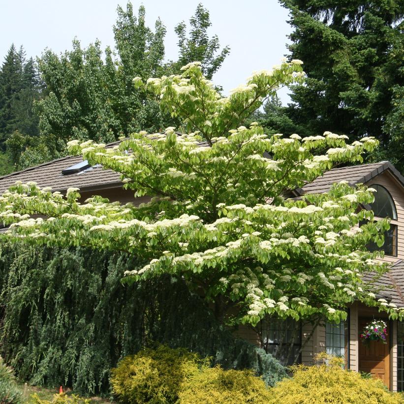 June Snow™ Dogwood