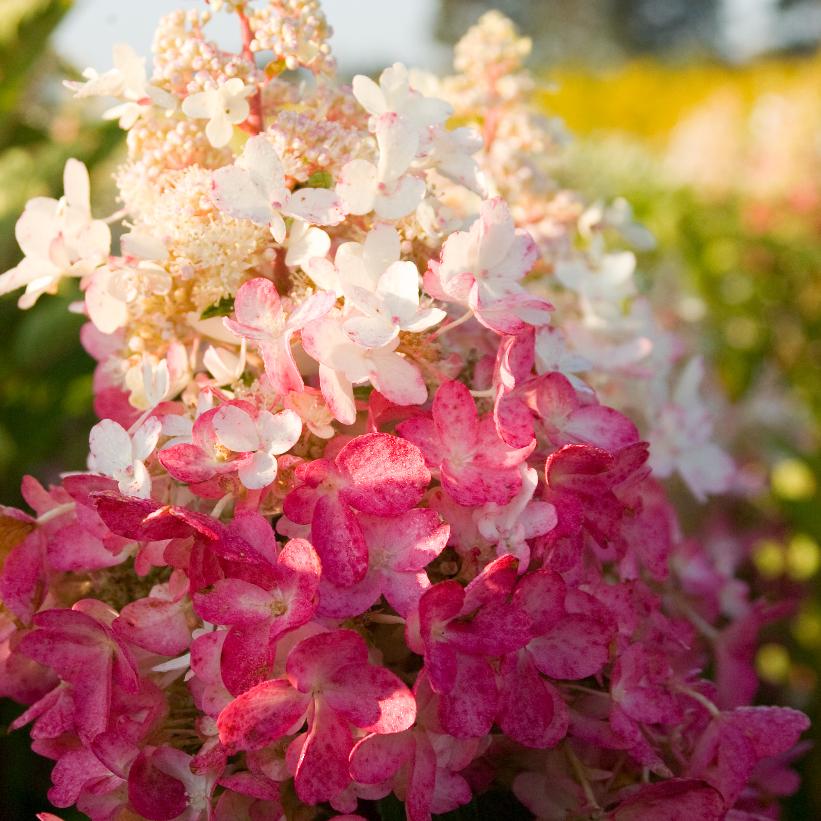 Pinky Winky® Hydrangea - Hydrangea paniculata Pinky Winky® (&