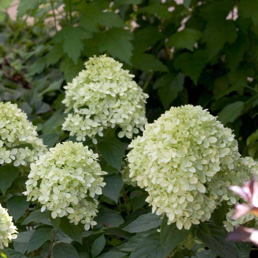 Little Lime® Hydrangea
