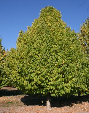 Turkish Hazel, Constantinople hazel