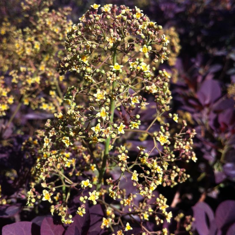 Royal Purple Smokebush - Cotinus coggygria &