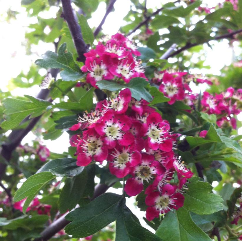 Crimson Cloud Hawthorn