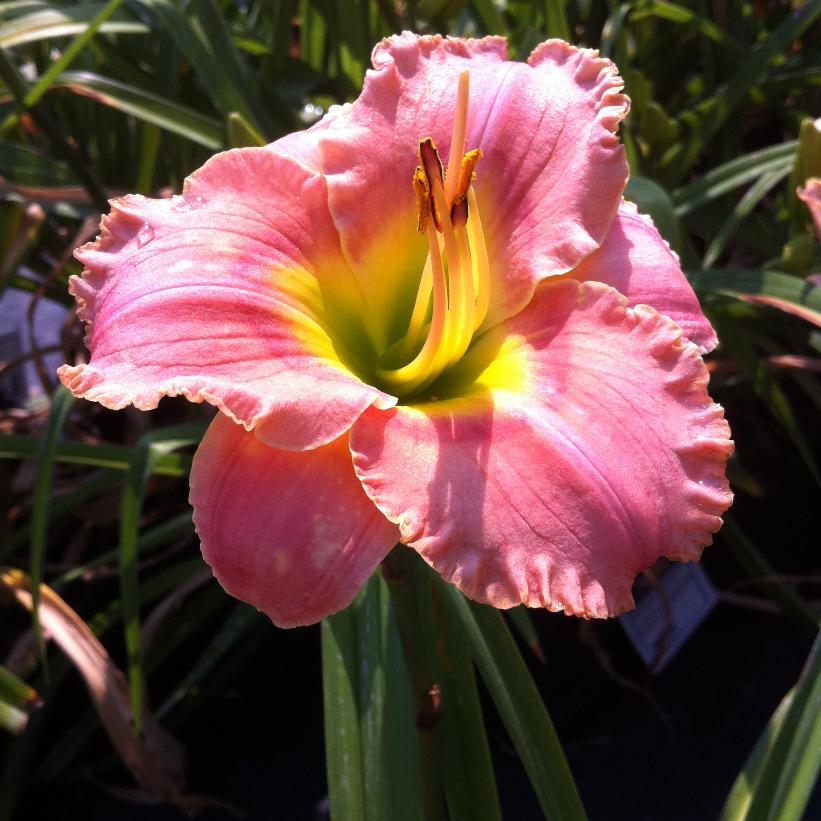 Elegant Candy Daylily