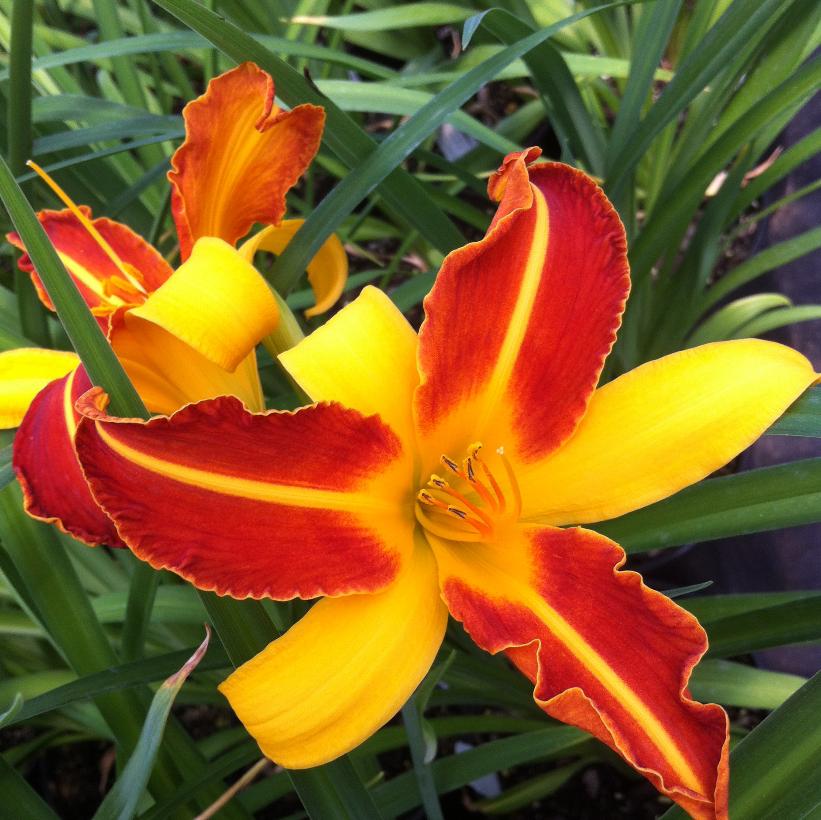Frans Hals Daylily