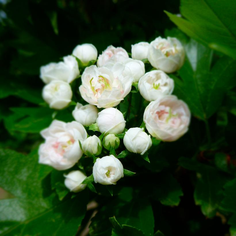 Toba Hawthorn