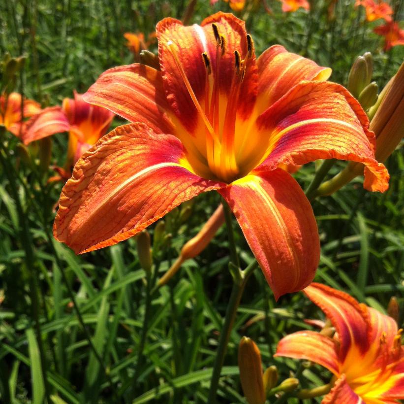Tawny Daylily, Ditch Lily, Orange Daylily