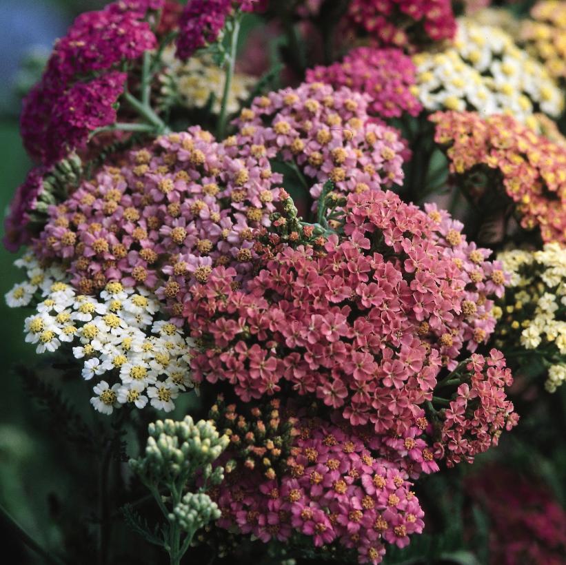 Summer Pastels Yarrow