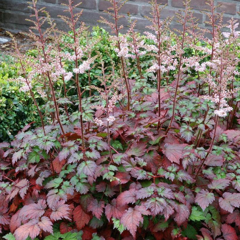Color Flash® Astilbe