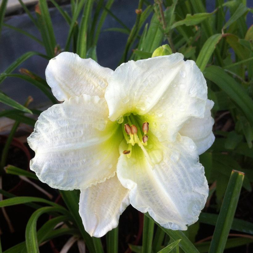Gentle Shepherd Daylily