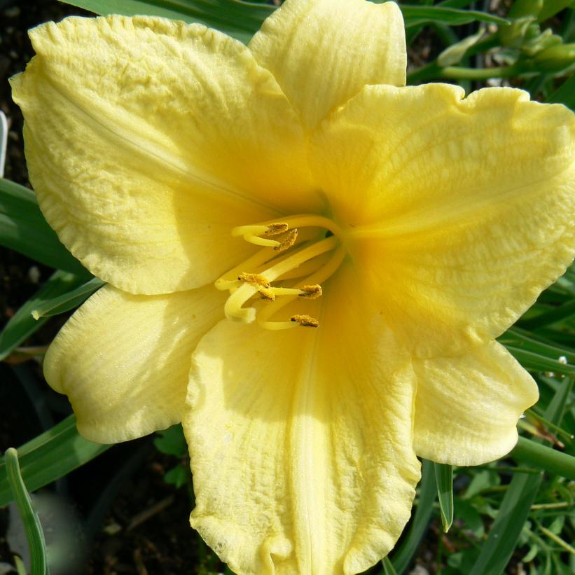 Happy Returns Daylily
