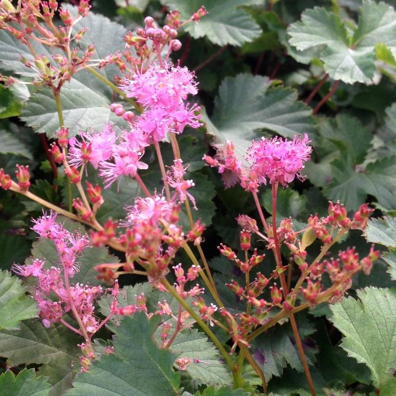 Dwarf Pink Meadowsweet