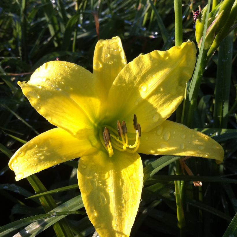 Hyperion Daylily