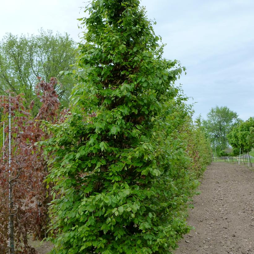 European Beech
