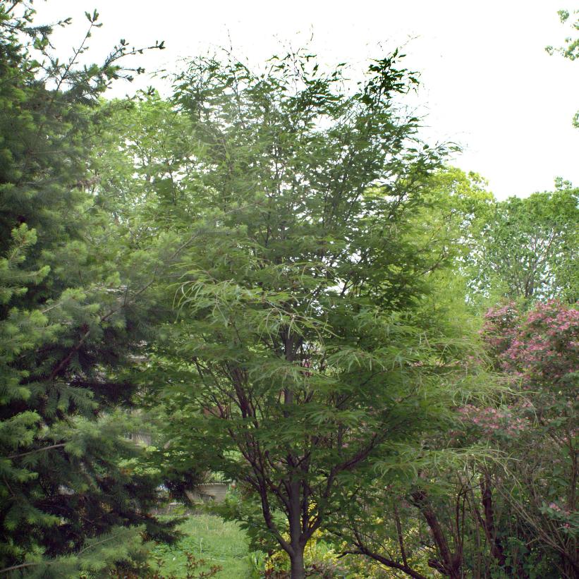 Fernleaf Beech