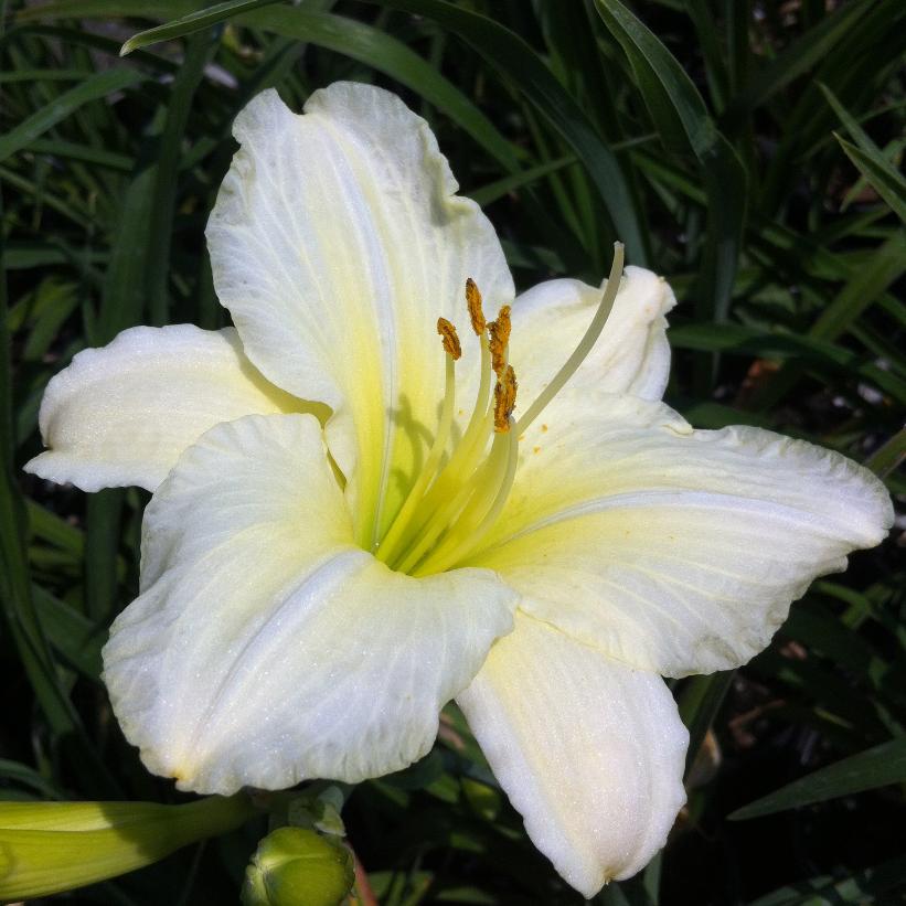 Joan Senior Daylily