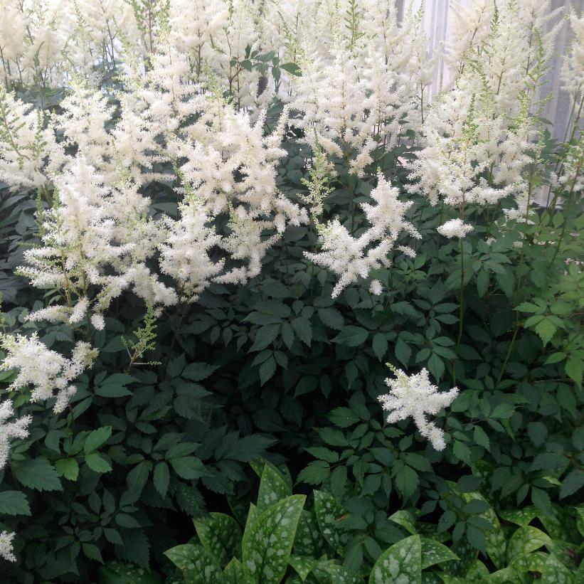 Diamond False Spirea