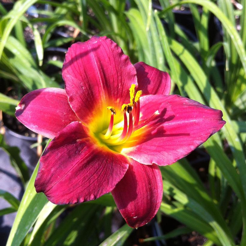 Little Business Daylily