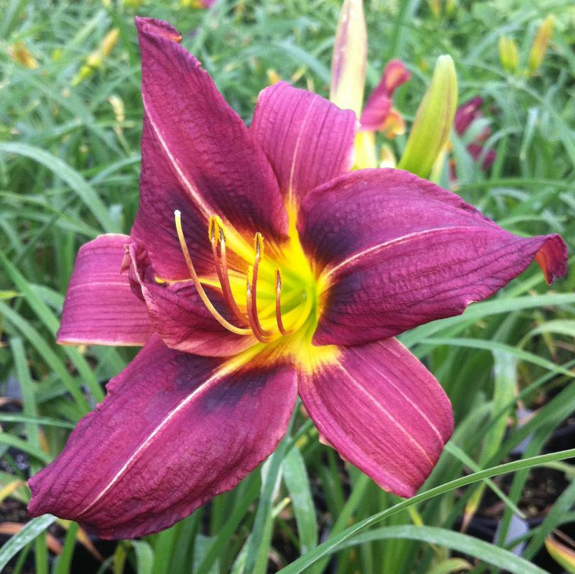 Little Wine Cup Daylily