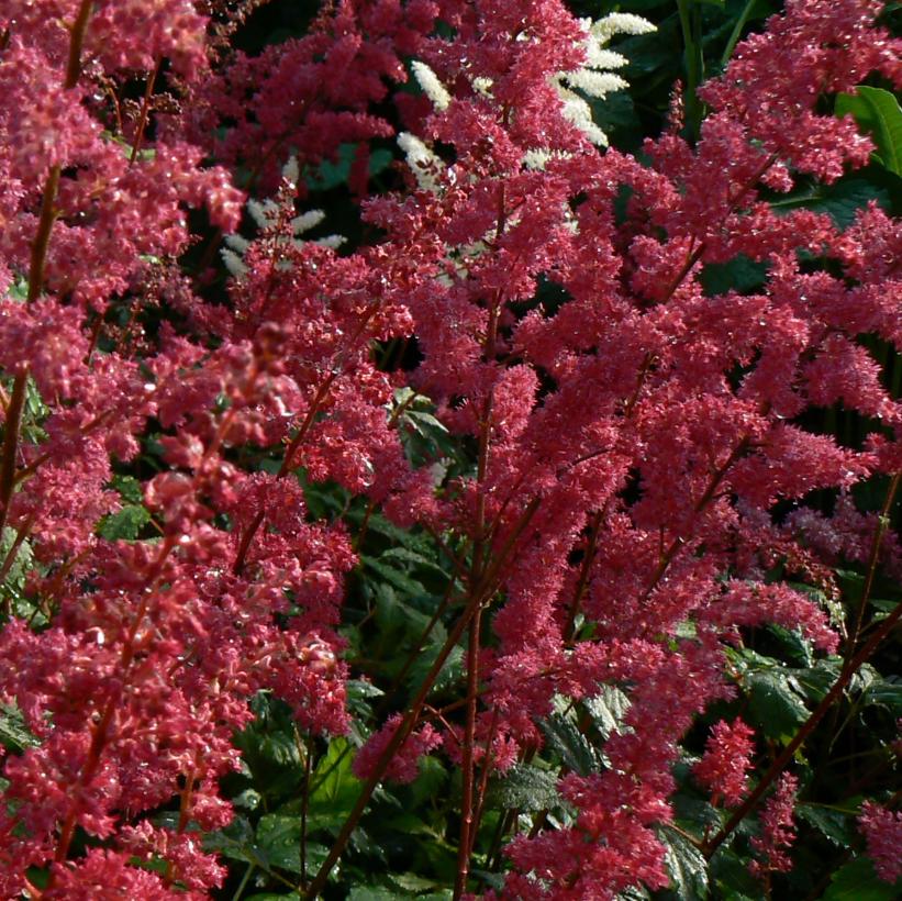 Fanal False Spirea