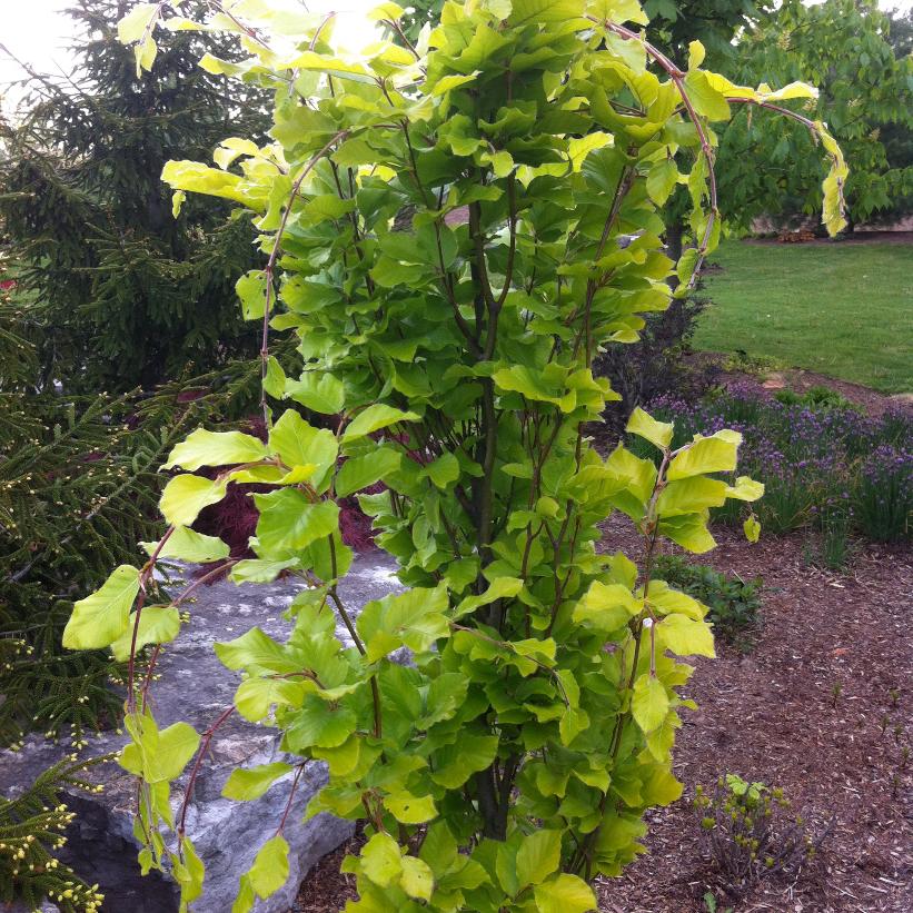 Dawyck Gold Beech