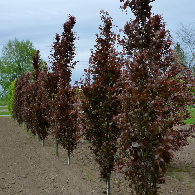 Dawyck Purple Beech