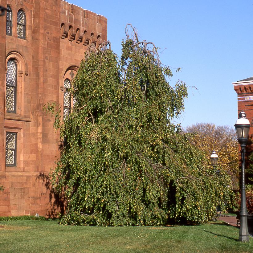 Weeping Beech