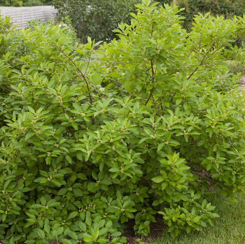 Southern Gentleman Winterberry, Southern Gentleman Black Alder - Ilex verticillata &